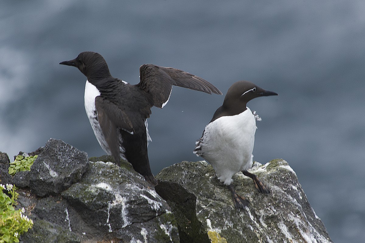 Uria lomvia, Bruennich's Guillemot